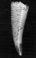 Hyalocilis&nbsp;striata